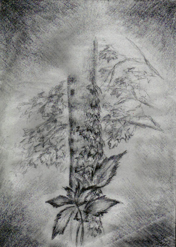 Obrázek Strom