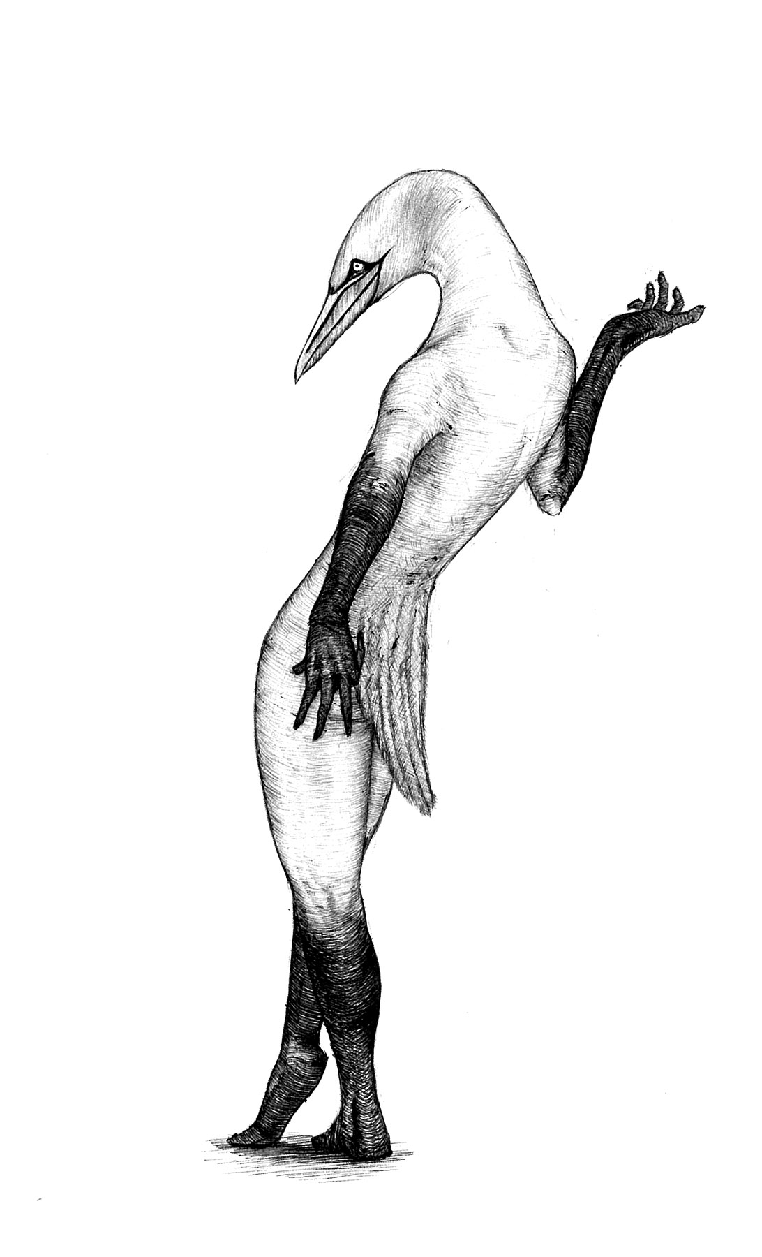 Obrázek A: Ptakolidé I