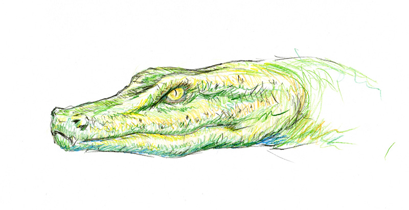 Obrázek Krokodýl