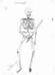Náhled obrázku Skeleton